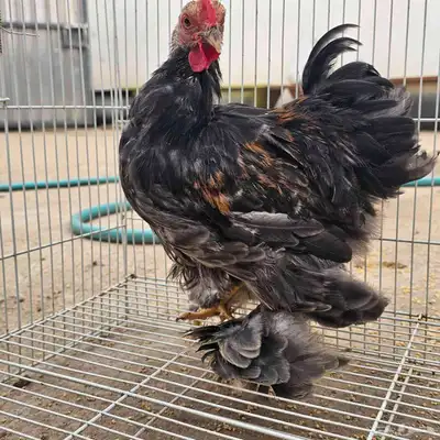 زوج دجاج كوشن 2