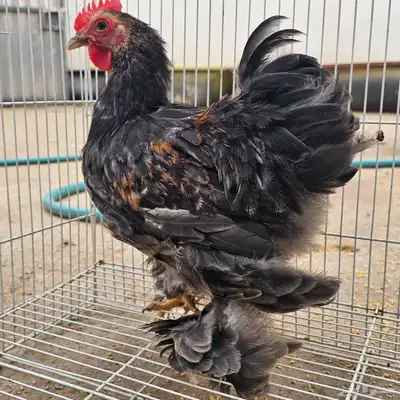 زوج دجاج كوشن 3