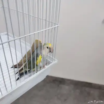 زوج روز 0