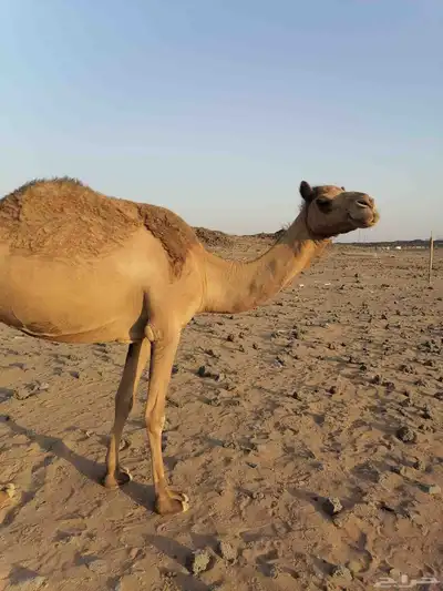 بكره مبيوع ولدها 0