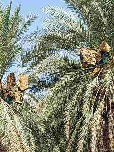 مطلوب مزرعة للبيع بصك كبيره   في المدينه 0