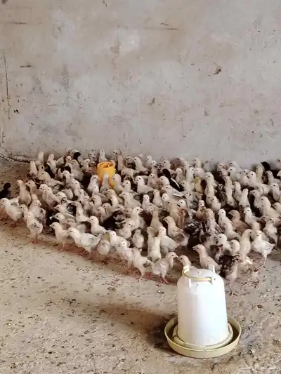 صوص دجاج بلدي فواتح للبيع 0