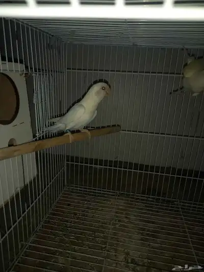 زوجين روز البينو 0