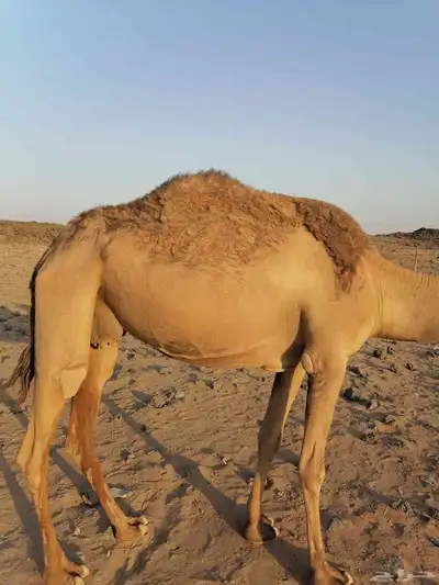 بكره مبيوع ولدها 3