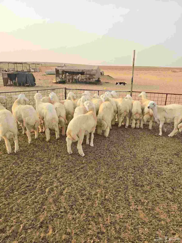 طليان طيبه العدد 18 0