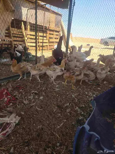 ديك مهجن باكستاني مع شامو 1