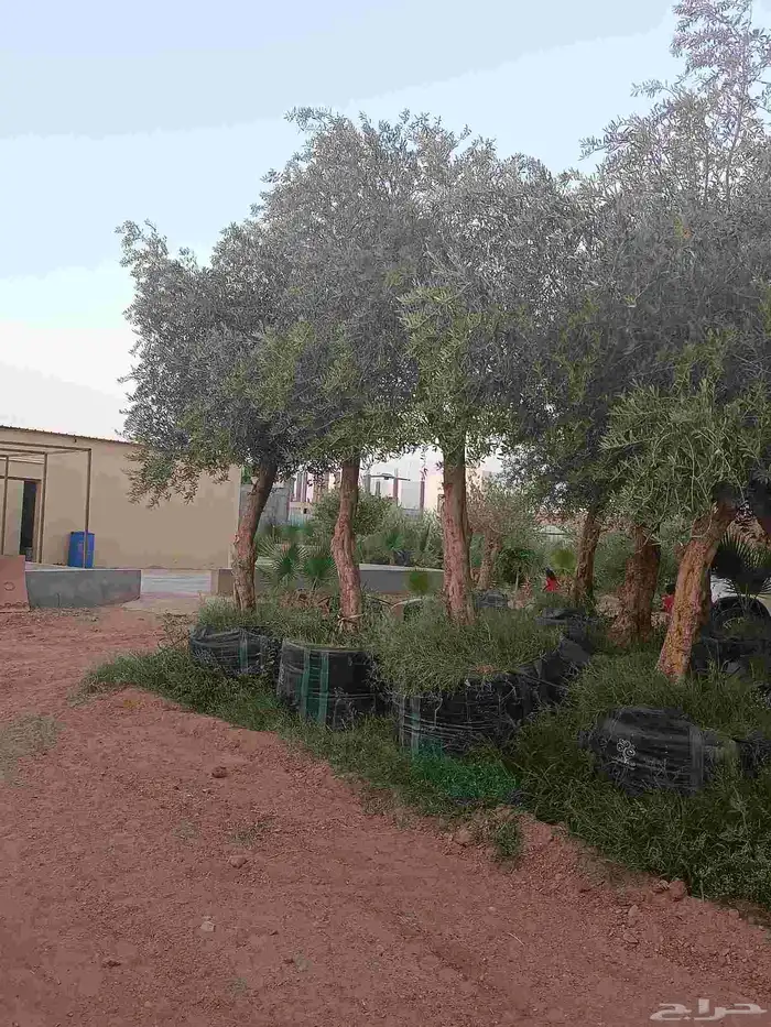 اشجار ماثمر ومعمر للبيع جمع المقاسات 8