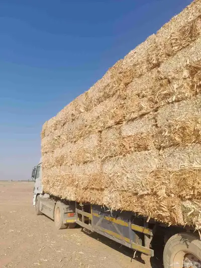 ذره شاميه حبشيه شد جندير تبوك 1
