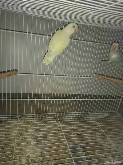 زوجين روز البينو 1