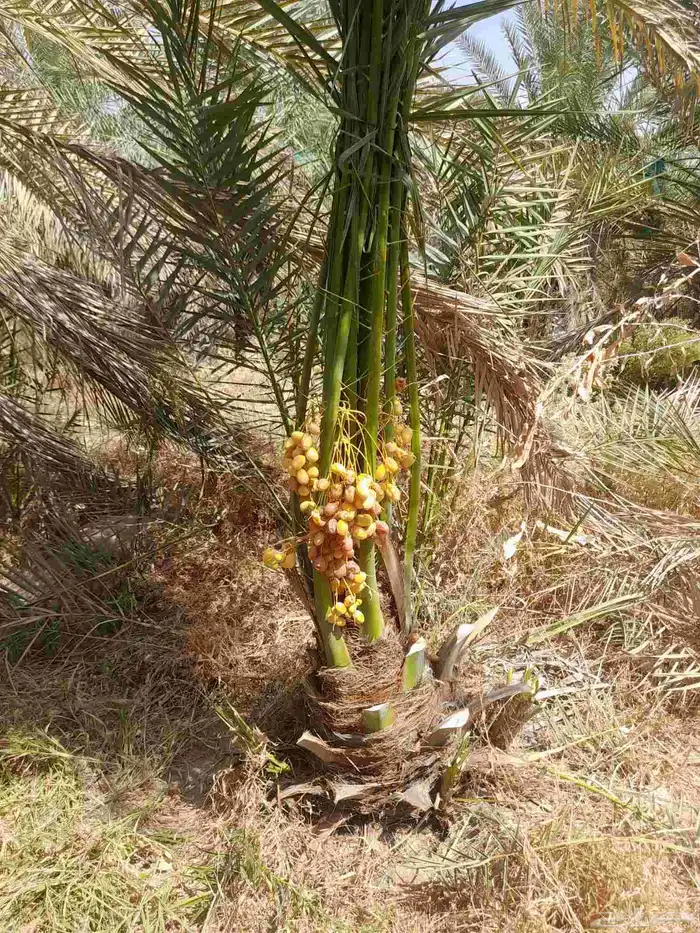 مشاءالله تبارك الله نخل طيب مثمر وزينه 0