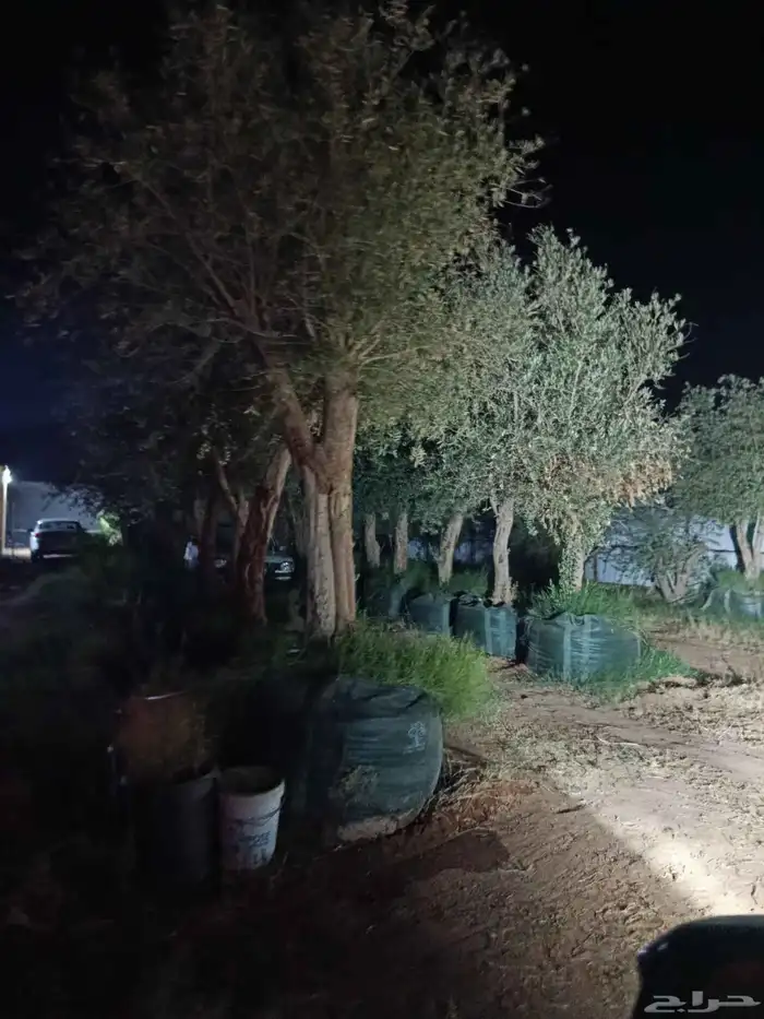 اشجار ماثمر ومعمر للبيع جمع المقاسات 5