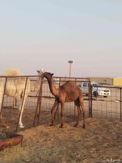 حشو طيبات نظيفات على الحليب واحد حوالي عشر شهورواحد سبعه شهو 4