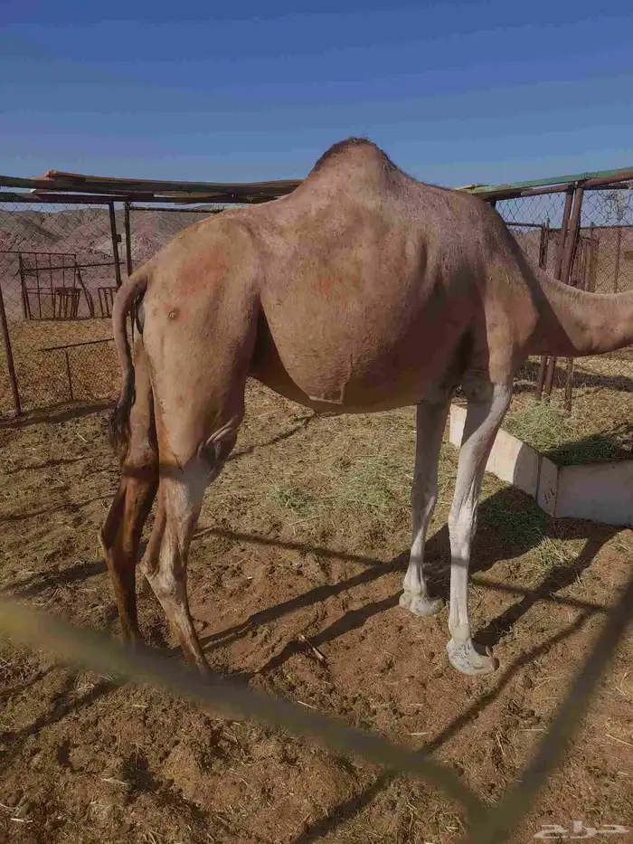 ناقه حمري صغيره بالعمر 0