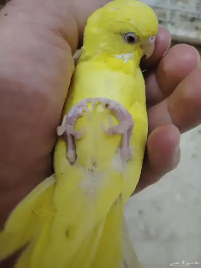 انثى طيور حب 3