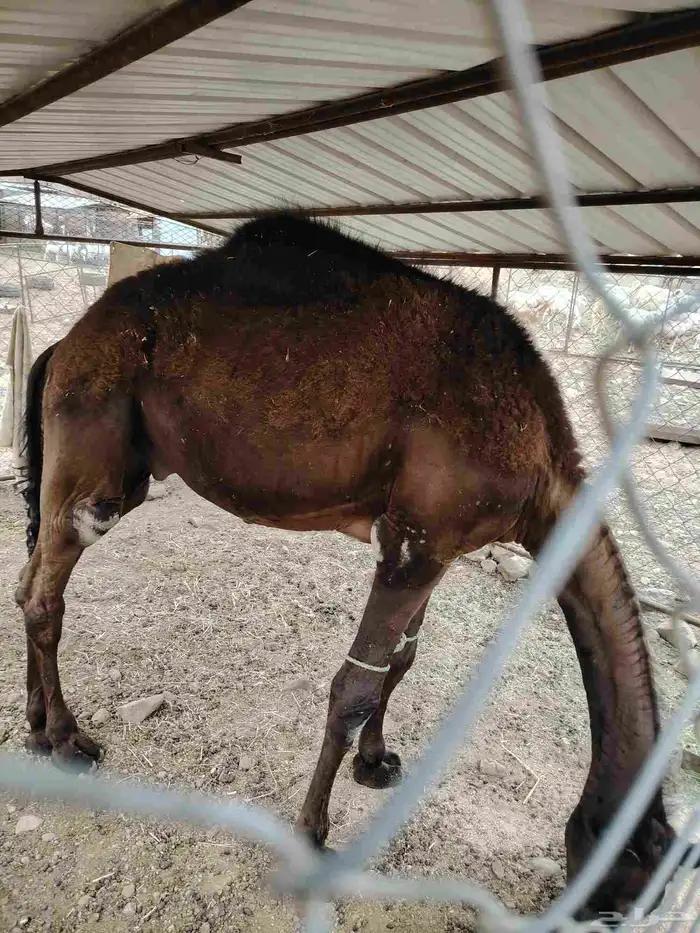 قعود مجهم 0