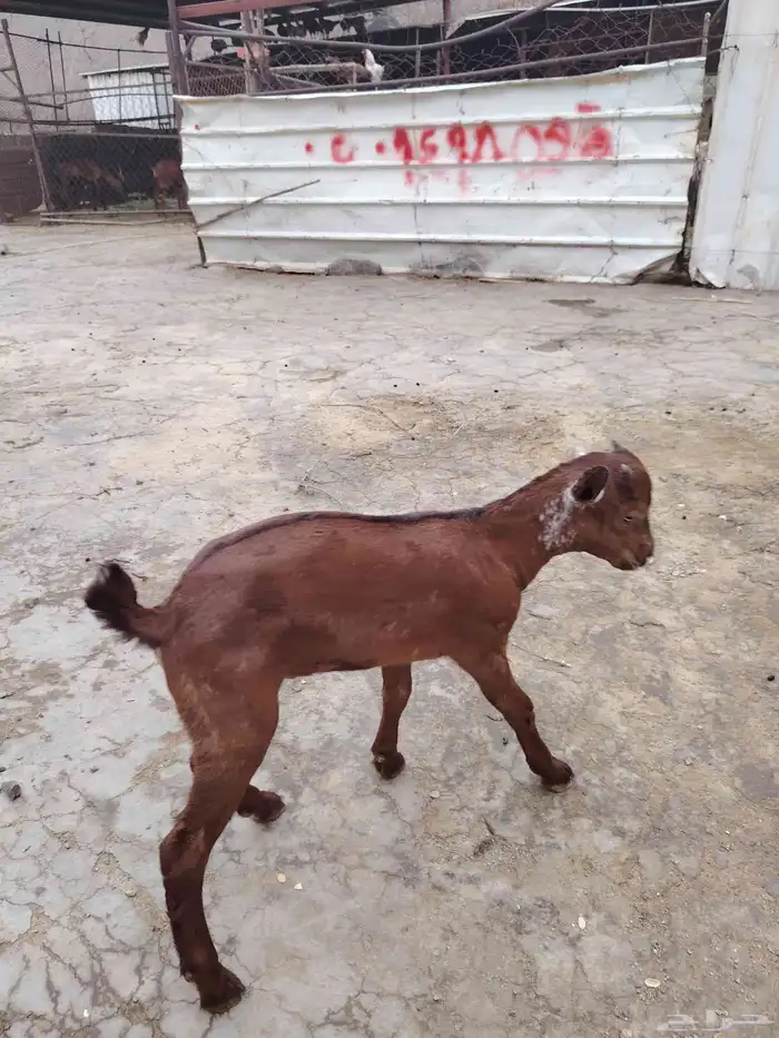 بهم صغير يشرب لبن من جميع الغنم والعمر شهر ونص 2