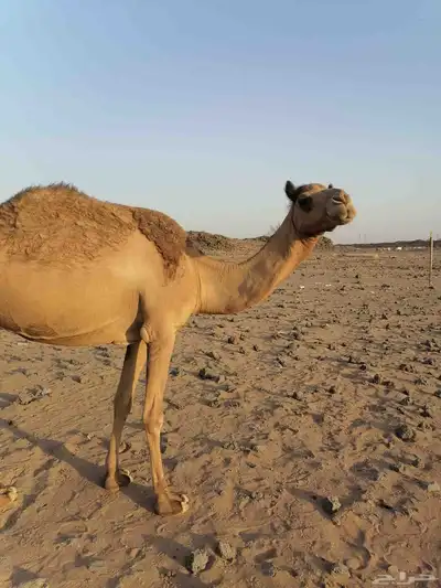 بكره مبيوع ولدها 1