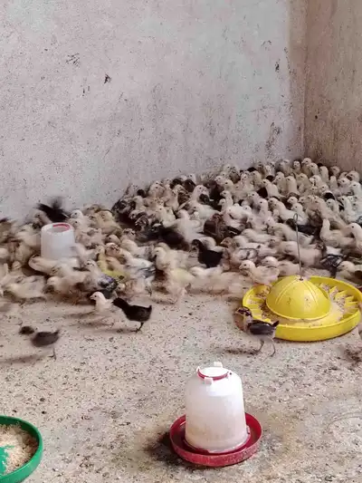 صوص دجاج بلدي فواتح للبيع 1