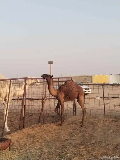 حشو طيبات نظيفات على الحليب واحد حوالي عشر شهورواحد سبعه شهو 3