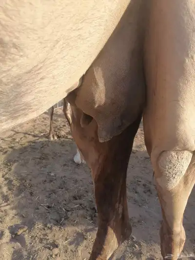 بكره مبيوع ولدها 4