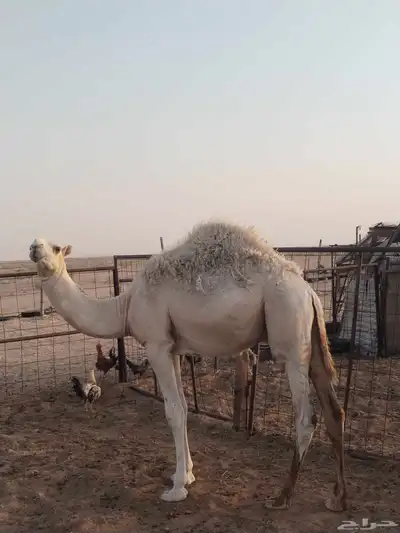 حشو طيبات نظيفات على الحليب واحد حوالي عشر شهورواحد سبعه شهو 2