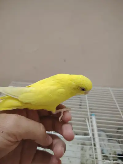 انثى طيور حب 2