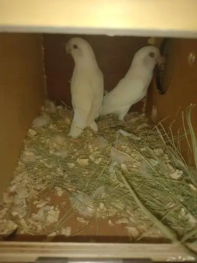 زوجين روز البينو 3