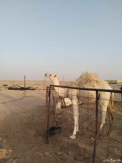 حشو طيبات نظيفات على الحليب واحد حوالي عشر شهورواحد سبعه شهو 1