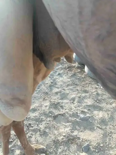 بكره مبيوع ولدها 5