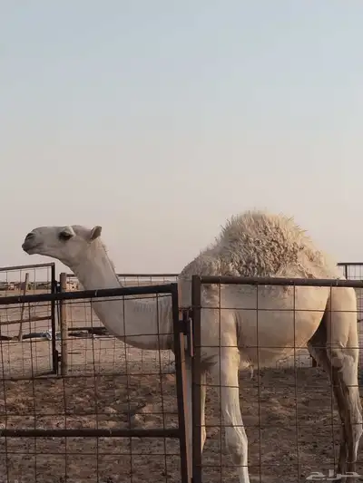 حشو طيبات نظيفات على الحليب واحد حوالي عشر شهورواحد سبعه شهو 0