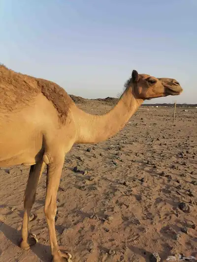 بكره مبيوع ولدها 2