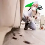شركة مكافحة حشرات رش مبيدات مبيد حشري نمل صراصير وزغ فئران 1