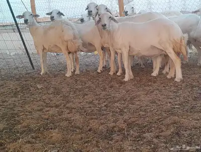غنم حريات حرش دفيع 4