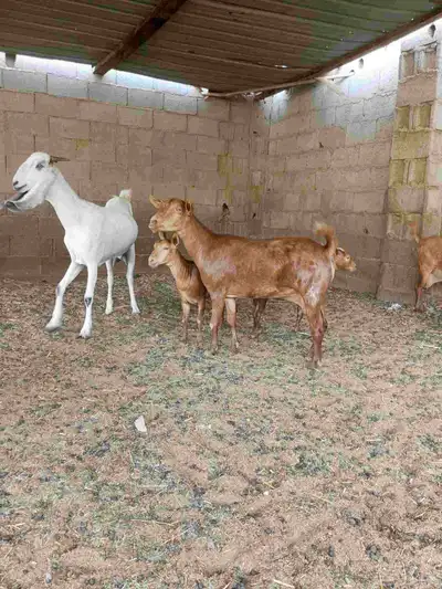 عنز محايليه جما 5