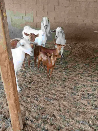 عنز محايليه جما 3