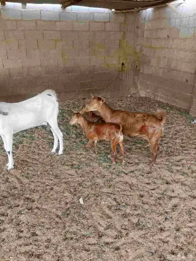 عنز محايليه جما 6