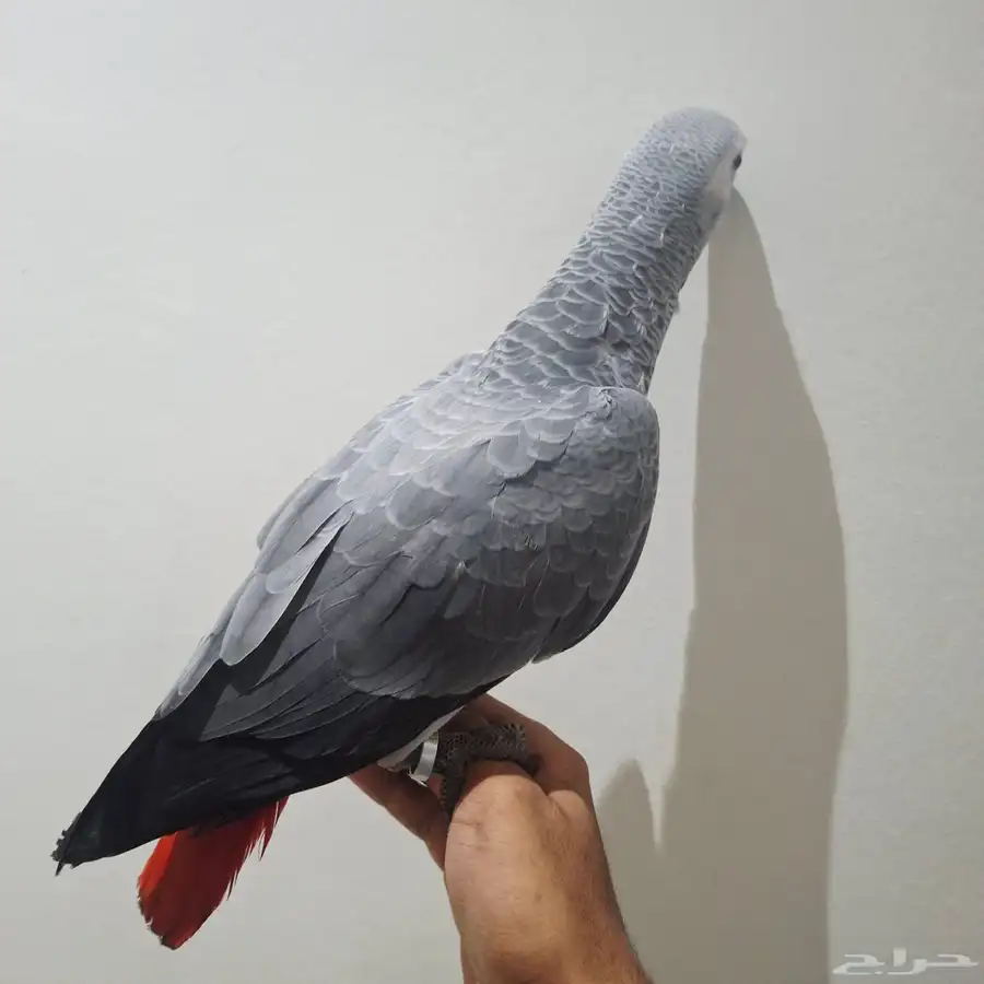 للبيع فرخ كاسكو index