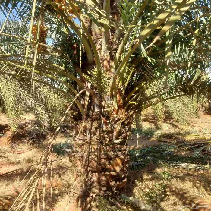 نخيل القصيم المثمرة 9