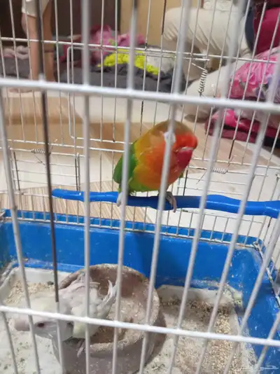 ببغاء روز فيشر أثنى - ببغاء روز اللوتينو اثنى 0