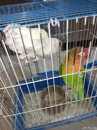 ببغاء روز فيشر أثنى - ببغاء روز اللوتينو اثنى 3