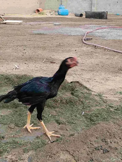 دجاج باكستاني 1