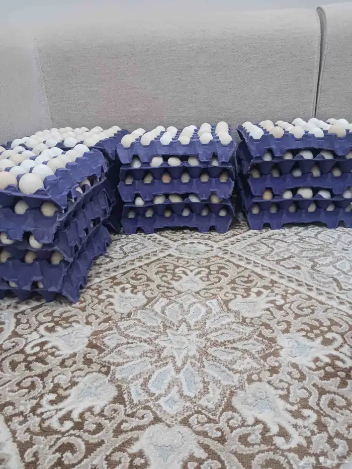 بيض بلدي انتاج يومي 0