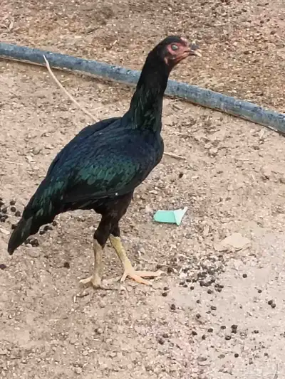 دجاج باكستاني 7