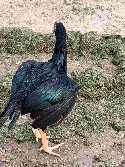 دجاج باكستاني 0
