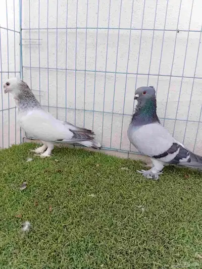 زوج حب رمان 4