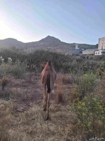 قعود فاخر على حليب أمه 3