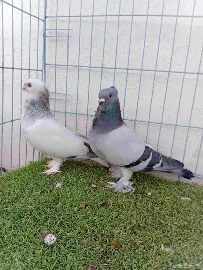 زوج حب رمان 0