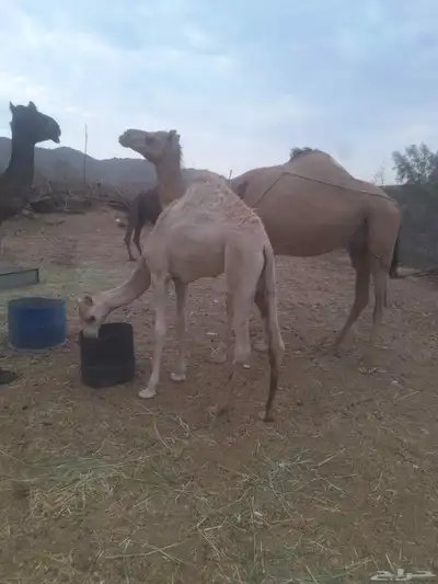 قعود للبيع 0