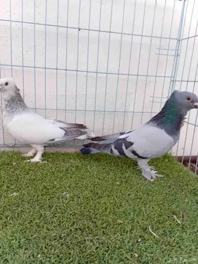 زوج حب رمان 7