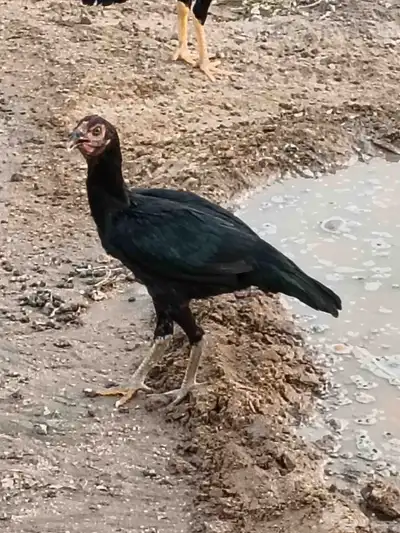 دجاج باكستاني 4